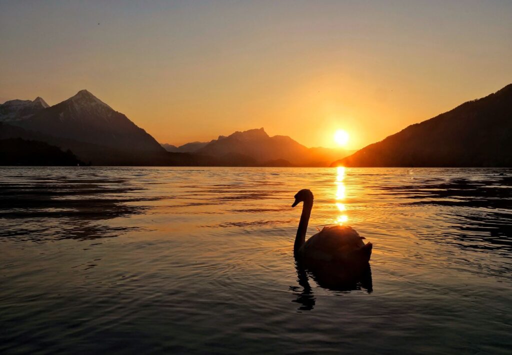 Am Thunersee mit Sonnenuntergang